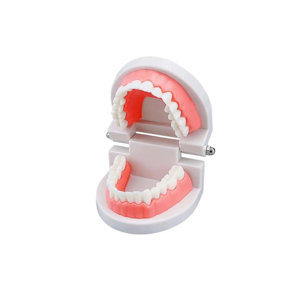 TEETH MODEL